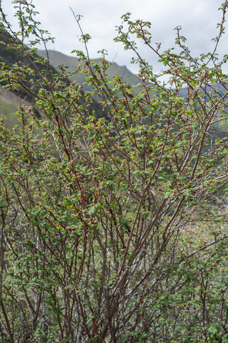 Rosa omeiensis, photograph 5