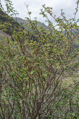 Rosa omeiensis, photograph (c) Morten Ross, some rights reserved (CC BY)