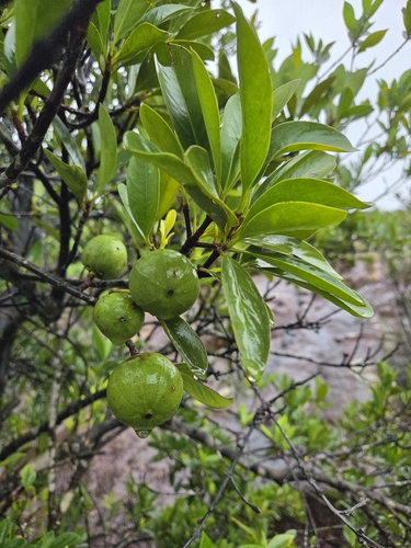 Garcinia oblongifolia observed 2026-07-26
