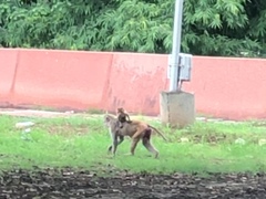 Macaca mulatta
