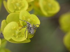 Oxyopes heterophthalmus