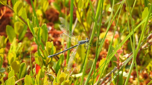 Lestes disjunctus