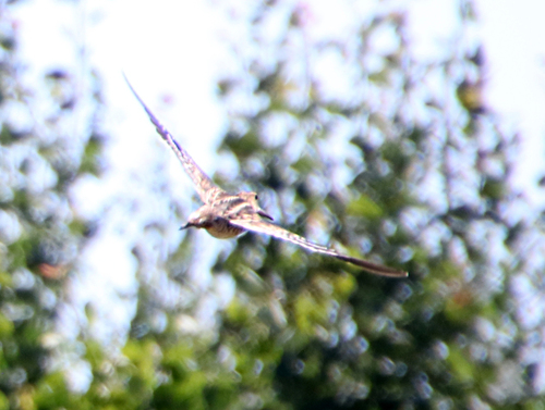 iNaturalist image