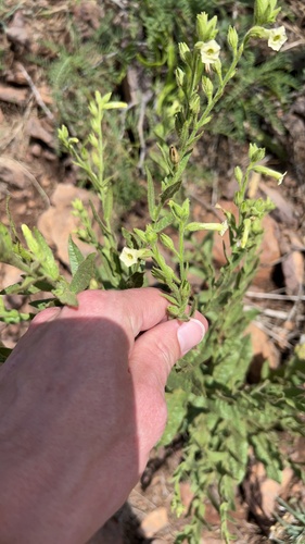 desert tobacco