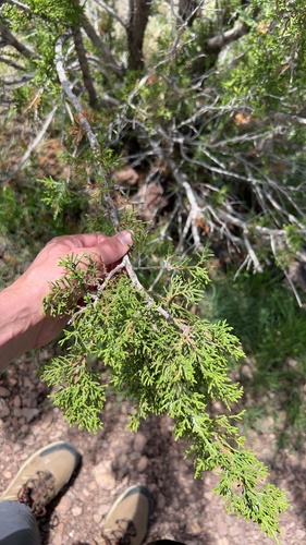 redberry juniper