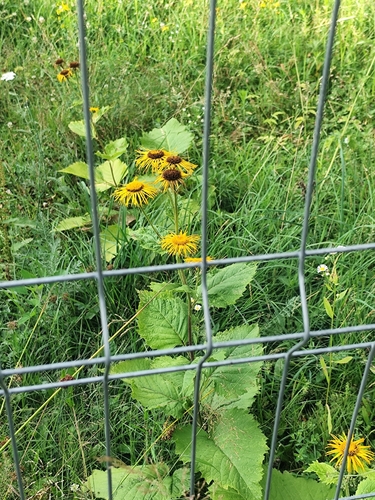 Yellow Oxeye