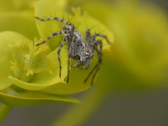 Oxyopes heterophthalmus