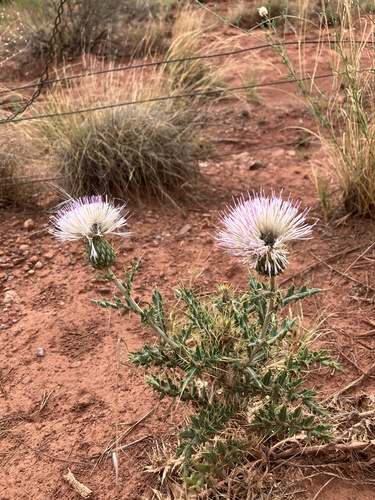 Yellowspine Thistle