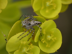 Oxyopes heterophthalmus