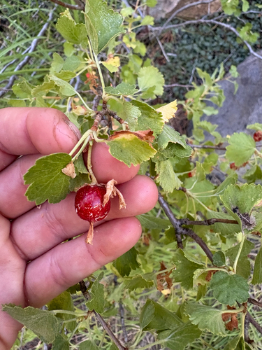 iNaturalist observation photo of wax currant