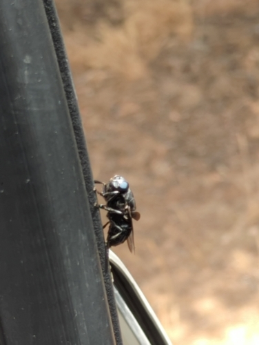 Tabanus punctifer