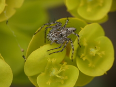Oxyopes heterophthalmus
