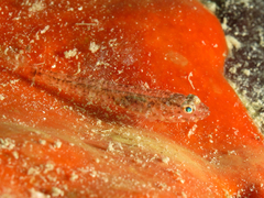 Gobius cruentatus
