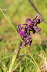 (c) plantecarnivore, some rights reserved (CC BY) Anacamptis morio, photograph (c) plantecarnivore, some rights reserved (CC BY)