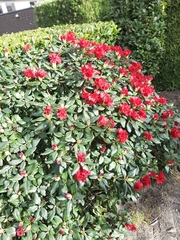 Rhododendron catawbiense