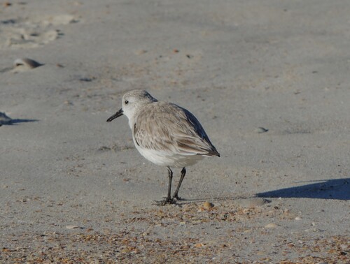 iNaturalist image