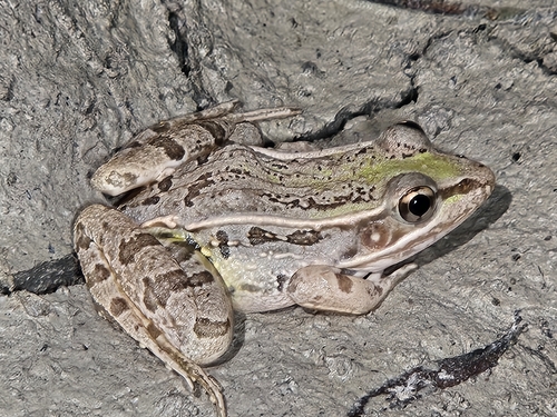 Rio Grande Leopard Frog
