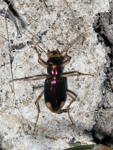 Carolina Metallic Tiger Beetle
