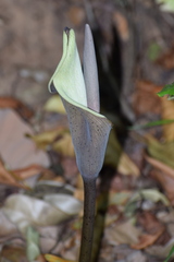 Amorphophallus commutatus