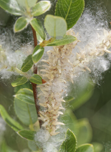 Salix foetida, photograph 5