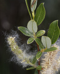 (c) Thierry Arbault, some rights reserved (CC BY) Salix foetida, photograph (c) Thierry Arbault, some rights reserved (CC BY)