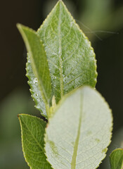 Salix foetida, photograph (c) Thierry Arbault, some rights reserved (CC BY)