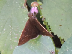 Eudaminae