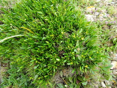 Cneorum tricoccon