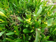 Cneorum tricoccon