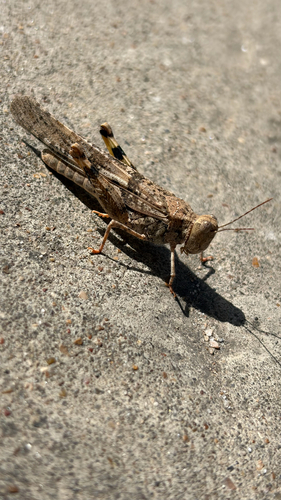 Pallid-winged Grasshopper