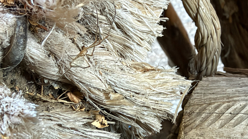 Silver Long-jawed Orbweaver