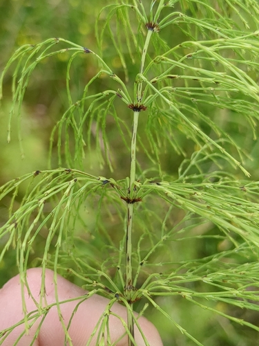 wood horsetail