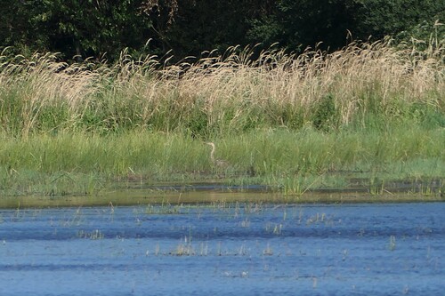 iNaturalist: (c) Adrien Moreau, some rights reserved (CC BY-NC), uploaded by Adrien Moreau iNaturalist image