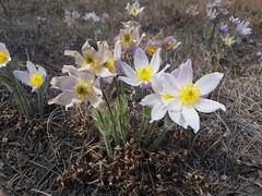 Pulsatilla patens