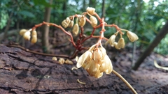 Erythrorchis altissima