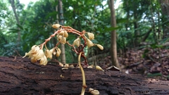 Erythrorchis altissima