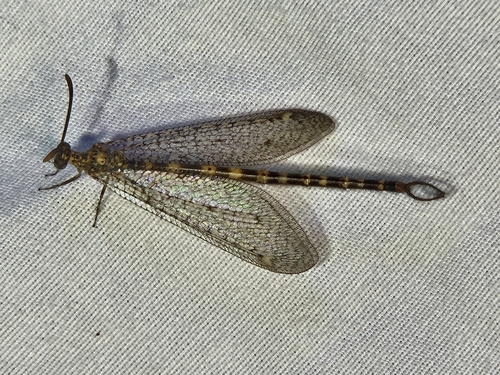 Sacken's Antlion