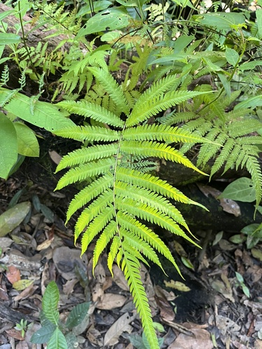 Amblovenatum opulentum observed 2026-07-23