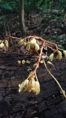 Erythrorchis altissima