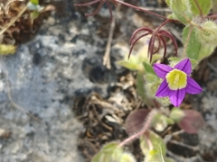 Campanula hierosolymitana