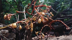 Erythrorchis altissima