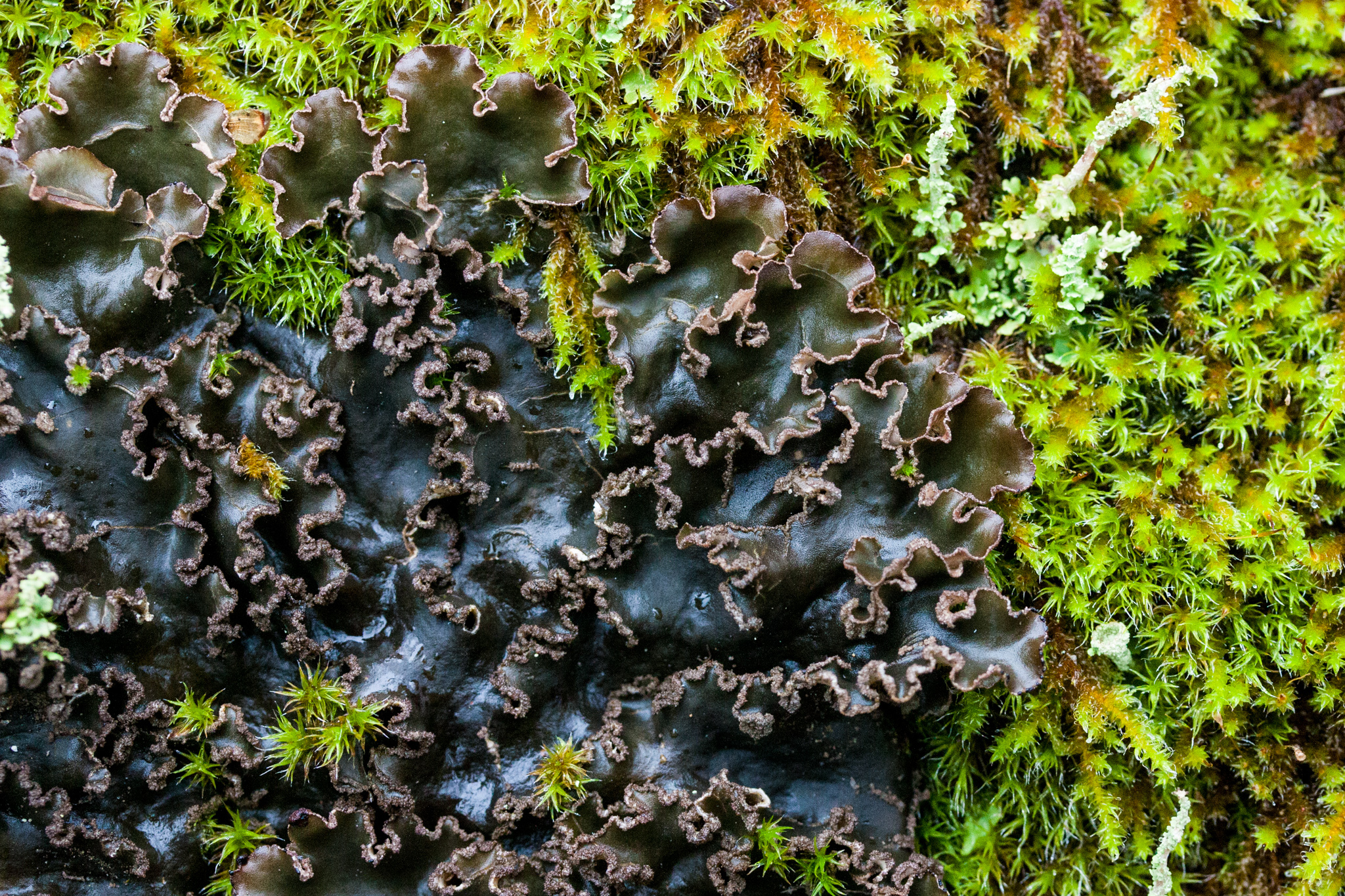 Sticta image