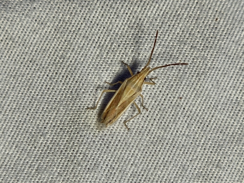 Mecidea