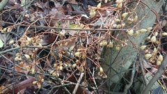 Erythrorchis altissima