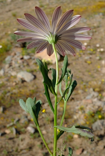 Dimorphothéca sinué 4
