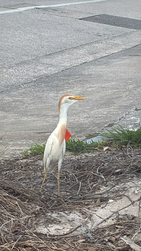 iNaturalist: (c) McBroom, some rights reserved (CC BY-NC), uploaded by McBroom iNaturalist image