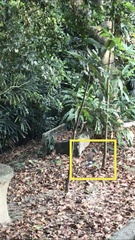 Copsychus malabaricus