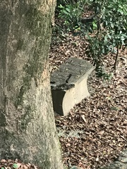 Copsychus malabaricus