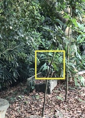 Copsychus malabaricus