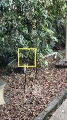 Copsychus malabaricus